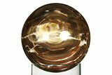 Colorful Polished Petrified Wood Sphere - Arizona #309212-1